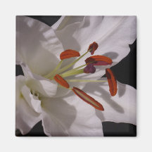 Lilly Magnet