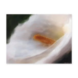 Lilly of the Nile Postcard