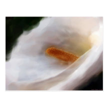 Lilly of the Nile Postcard