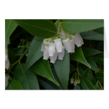 Lilly of the Valley Flowers Note Card