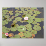 Lilly Pads Print