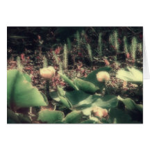 lilly pond cards