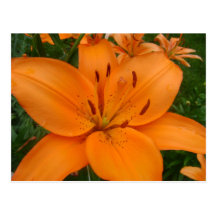 Lilly Post Card