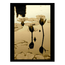 Lilly Reflection Post Cards