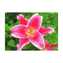 Lily2 Toiles Tendues