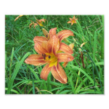 Lily #2800cropped photographic print