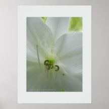 Lily 2 plakat