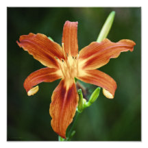Lily 6588 Photo