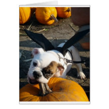 Lily at the Pumpkin Patch Greeting Card
