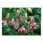Lily "Baby Pink Bells" Cards