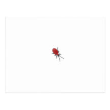 Lily Beetle Drawing Postcards
