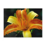 Lily Bloom  Postcard