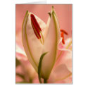 lily bud card