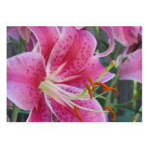 Lily business card