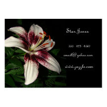 Lily business card