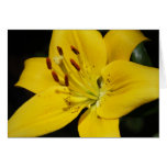 Lily Card