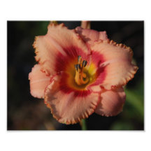 Lily flower Photo