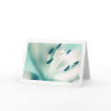 Lily flower photography, Special Occasion Cards