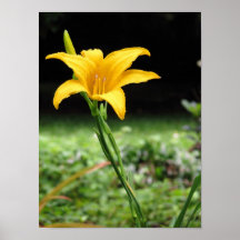 Lily flower posters