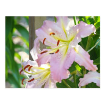 Lily Flowers Garden postcards Pink Lilies custom