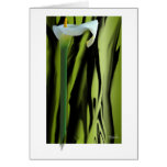 Lily Greeting Card
