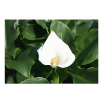 Lily growing at Calla Lily Plantation, Taiwan Photo Art
