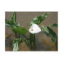 Lily growing at Calla Lily Plantation, Taiwan Post Cards