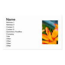 Lily II Business Card Templates