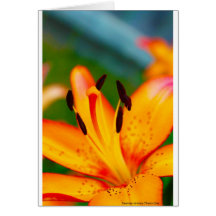 Lily II Greeting Card