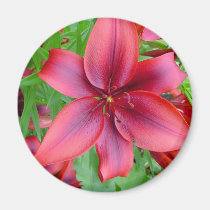 Lily - Iridescent Red (Luke 12:15) magnets
