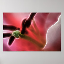Lily Macro Photo Fractal Posters