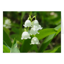 Lily of the Valley Greeting Cards