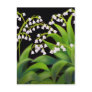 Lily of the Valley Postcards