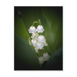 Lily-Of-The_Valley postcards