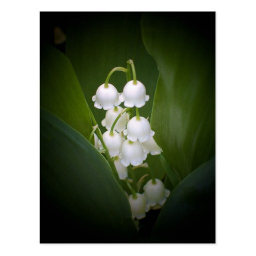 Lily-Of-The_Valley Postcard
