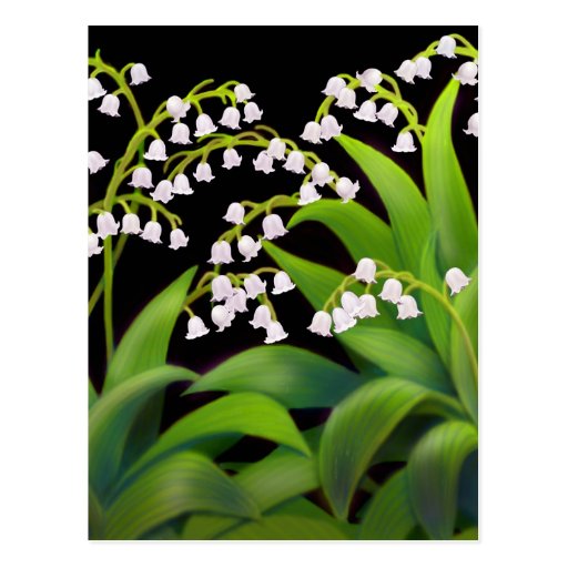 Lily of the Valley Postcards