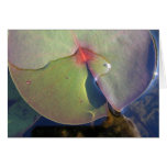 Lily Pad PhotoCard