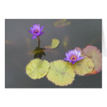 Lily Pads Greeting Cards