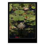 Lily Pads Greeting Cards