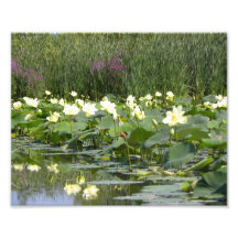 Lily Pads in Bloom Art Photo