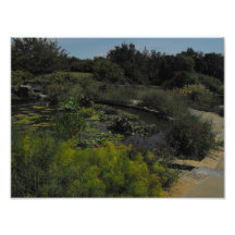 Lily Pads Photo Print