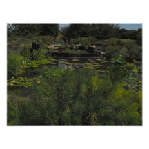 Lily Pads Photo Print