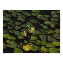 Lily Pads Photograph