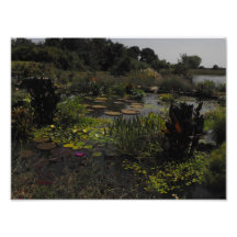 Lily Pads Photographic Print