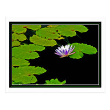 Lily Pads Post Cards