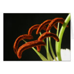 Lily Pollen Macro Note Card