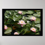 Lily pond 2 poster