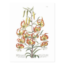 Lily Post Card