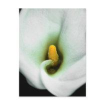Lily Postcards