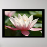 Lily Posters